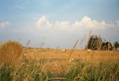 Wheat Harvesting time in Simcoe